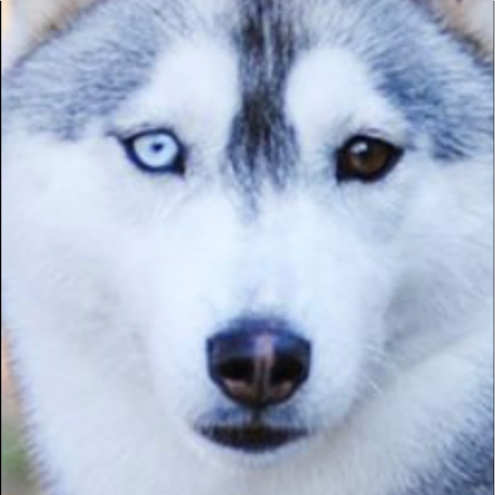 Meet your Posher, Desiree